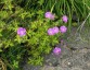 Geranium orientalitibeticum - small image 2