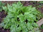 Geranium palmatum - small image 2