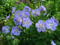 Geranium pratense 'Mrs. Kendal Clark' - small image 2