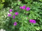 Geranium psilostemon - small image 2