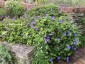 Geranium 'Rozanne' - small image 2