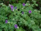 Geranium x magnificum - small image 2