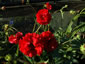 Geum 'Blazing Sunset' - small image 2