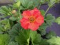 Geum 'Scarlet Tempest' - small image 2