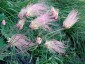 Geum triflorum - small image 2