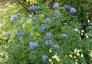 Gilia capitata - small image 2