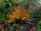 Gillenia trifoliata AGM - small image 2