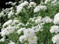 Gypsophila paniculata 'Snowflake' - small image 2
