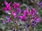 Hedysarum boreale - small image 2