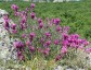 Hedysarum tauricum - small image 2