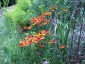 Helenium autumnale 'Helena Red Shades' - small image 2
