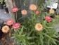 Helichrysum bracteatum 'King Size Salmon Rose' - small image 2