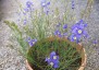 Heliophila longifolia - small image 2