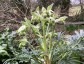 Helleborus foetidus - small image 2
