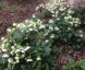 Helleborus 'Ushba's Grandchildren' - small image 2