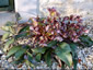 Helleborus x sternii Pewter form - small image 2