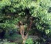 Heptacodium miconioides AGM - small image 2