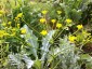 Heptaptera triquetra - small image 2