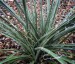 Hesperaloe parviflora - small image 2