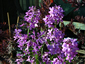 Hesperis matronalis - small image 2
