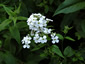 Hesperis matronalis alba - small image 2