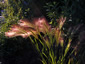 Hordeum jubatum - small image 2
