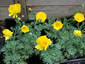 Hunnemannia fumariifolia - small image 2