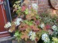 Hydrangea quercifolia AGM - small image 2
