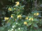 Impatiens scabrida - small image 2