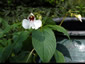 Impatiens tinctoria - small image 2