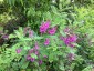 Indigofera heterantha - small image 2