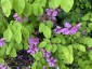 Indigofera kirilowii - small image 2