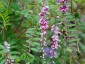 Indigofera pendula - small image 2