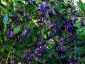 Iochroma australe - small image 2
