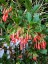 Iochroma fuchsioides - small image 2