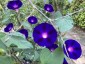 Ipomoea 'Kniola's Black Knight' - small image 2