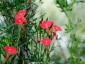 Ipomoea quamoclit - small image 2