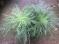Ipomopsis rubra - small image 2