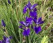 Iris sibirica - small image 2