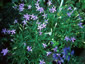 Isotoma axillaris - small image 2