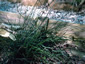 Juncus effusus 'Spiralis' - small image 2