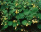 Kirengeshoma palmata AGM - small image 2