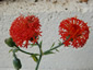 Kleinia grantii - small image 2