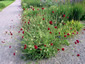 Knautia macedonica - small image 2