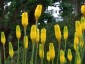 Kniphofia citrina - small image 2