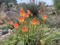 Kniphofia rooperi - small image 2