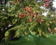 Koelreuteria paniculata - small image 2