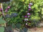 Lablab 'Ruby Moon' - small image 2