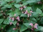 Lamium orvala - small image 2
