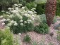 Laserpitium siler - small image 2